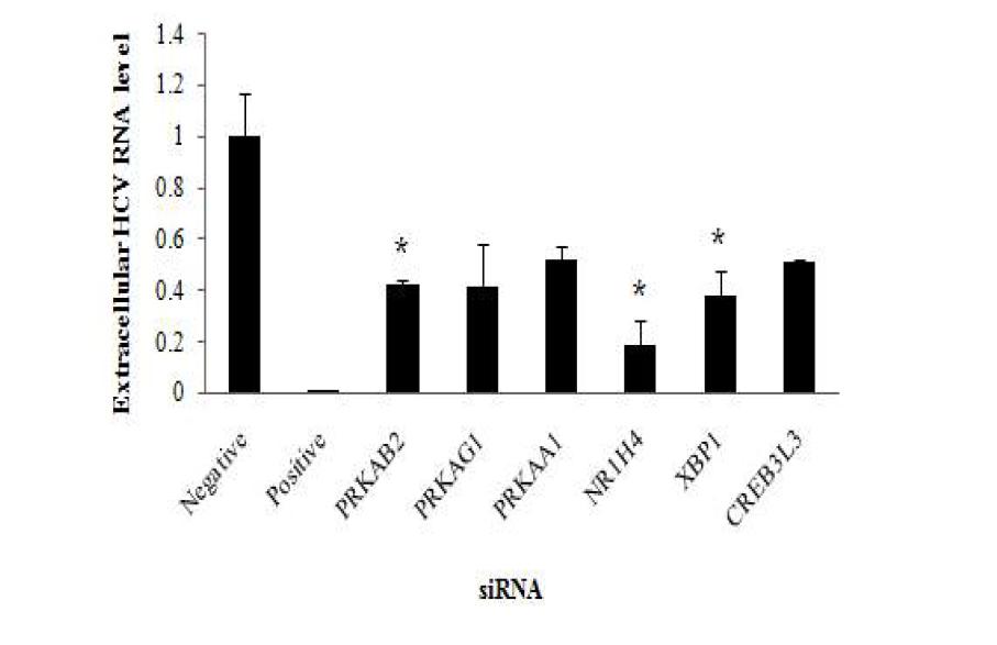 지질대사유전자 PRKAB2, PRKAG1, PRKAA1, NR1P1, XBP1, CREB3L3의 knockdown을 통한 C형 간염바이러스의 방출 효과