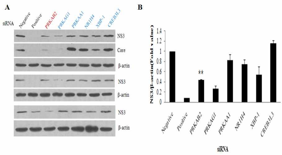 지질대사유전자 PRKAB2, PRKAG1, PRKAA1, NR1P1, XBP1, CREB3L3의 knock down을 통한 C형 간염바이러스의 복제효과.