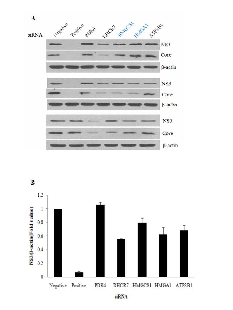 PDK4, DHCR7, HMGCS1, HMGA1, ATP8B1의 knock down이 C형 간염바이러스의 복제에 미치는 영향.