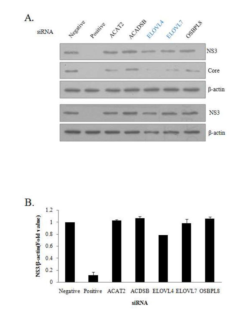 ACAT2, ACADSB, ELOVL4, ELOVL7, OSBPL8 유전자의 knock down에 의한C형 간염바이러스의 복제효과.