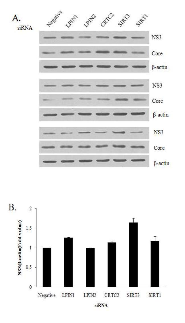 지질대사유전자 LPIN1, LPIN2, CRTC2, SIRT3의 knock down에 의한 C형 간염바이러스의 복제효과.