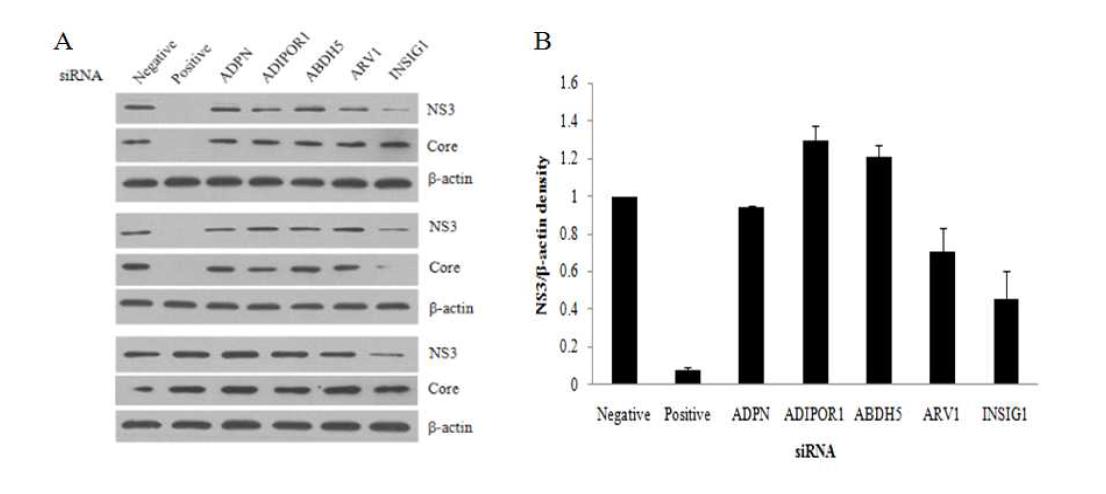 ADPN, ADIPOR1, ABDH5, ARV1, INSIG 유전자들의 knock down에 의한 C형 간염바이러스의 복제효과.