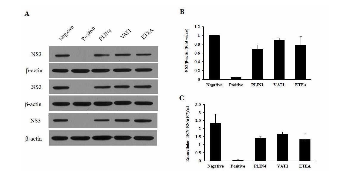 지질대사유전자 PLIN4, VAT1, ETEA의 knockdown을 통한 C형 간염바이러스의 복제 및 방출 효과.