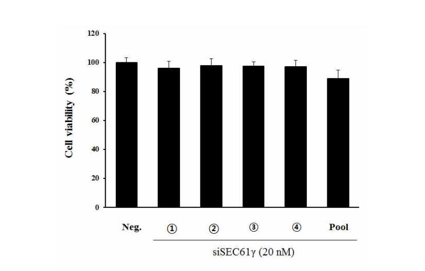 SEC61G siRNA의 세포도입을 통한 cell viability의 측정.