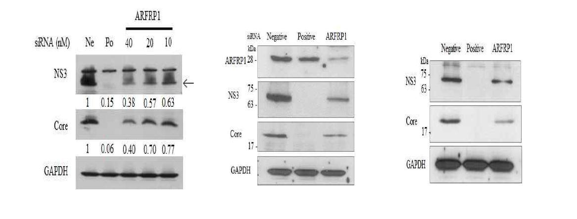 ARFRP1 siRNA의 세포도입을 통한 C형 간염바이러스 단백질 감소.