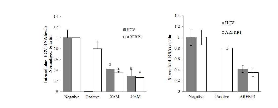 Real time PCR을 통한 ARFRP1 mRNA의 knockdown 효과.