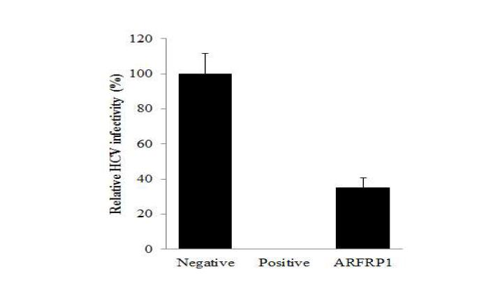 ARFRP1의 knockdown에 의한 HCV infectivity의 감소.