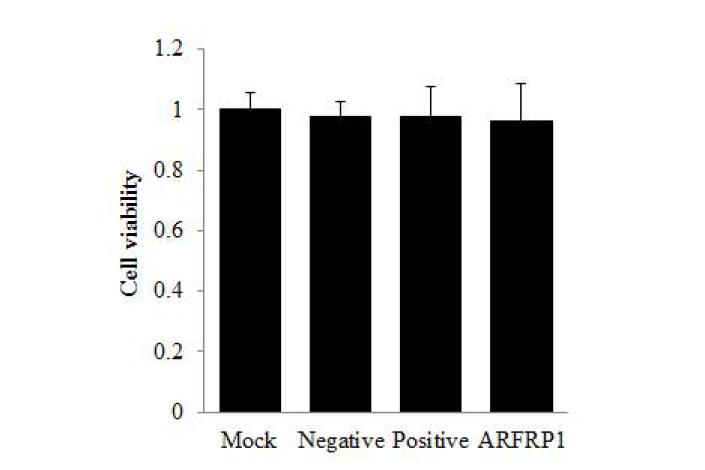 ARFRP1 siRNA의 세포도입을 통한 cell viability의 측정.