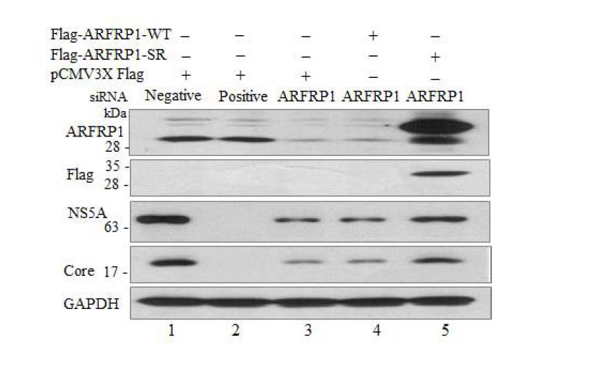 ARFRP1 siRNA-resistant mutant의 도입에 의한 HCV 복제 회복효과.