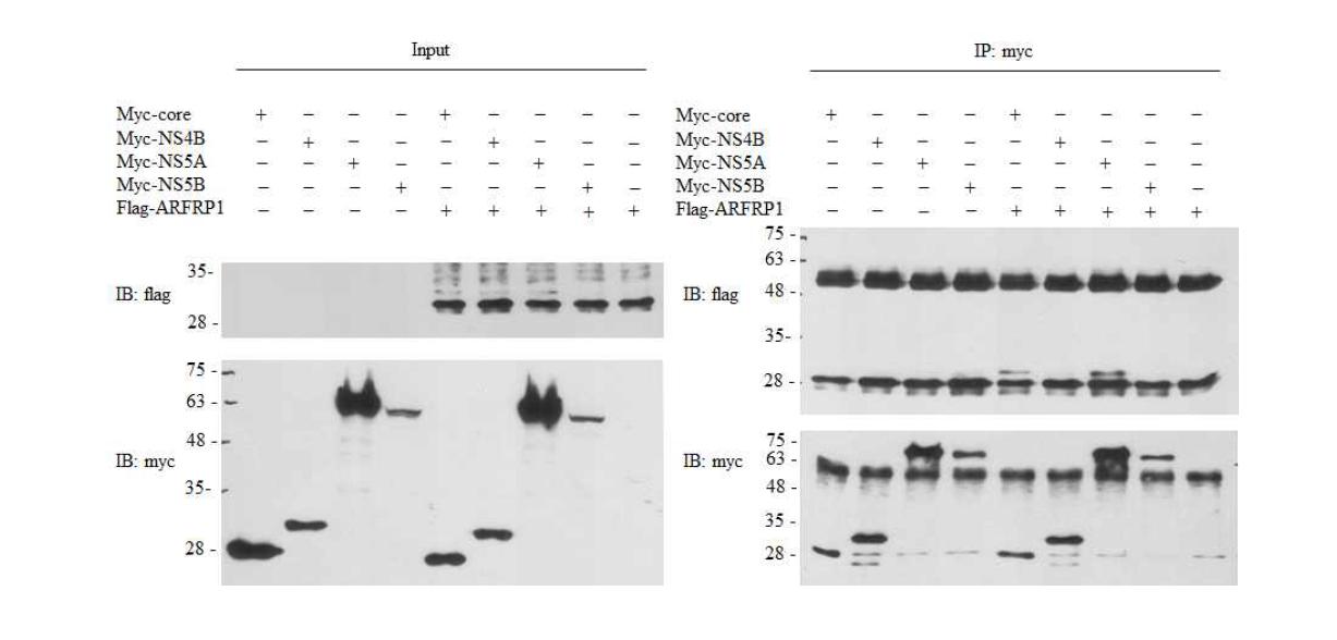 NS5A와 ARFRP1과의 상호작용효과 재확인.