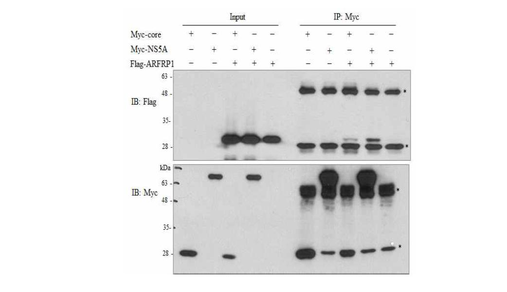 ARFRP1은 NS5A, Core 단백질과 상호작용함.