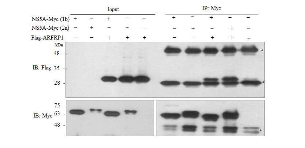 ARFRP1은 HCV genotype 1b 및 2a의 NS5A와 상호작용 함.