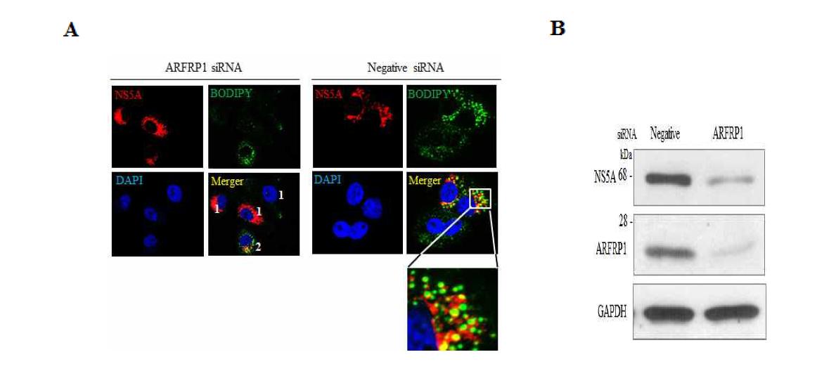 ARFRP1이 knockdown 된 세포에서 NS5A와 Lipid droplet의 localization 분석.