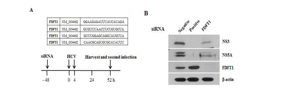FDFT1의 knockdown에 의한 C형간염바이러스의 단백질 발현 억제.