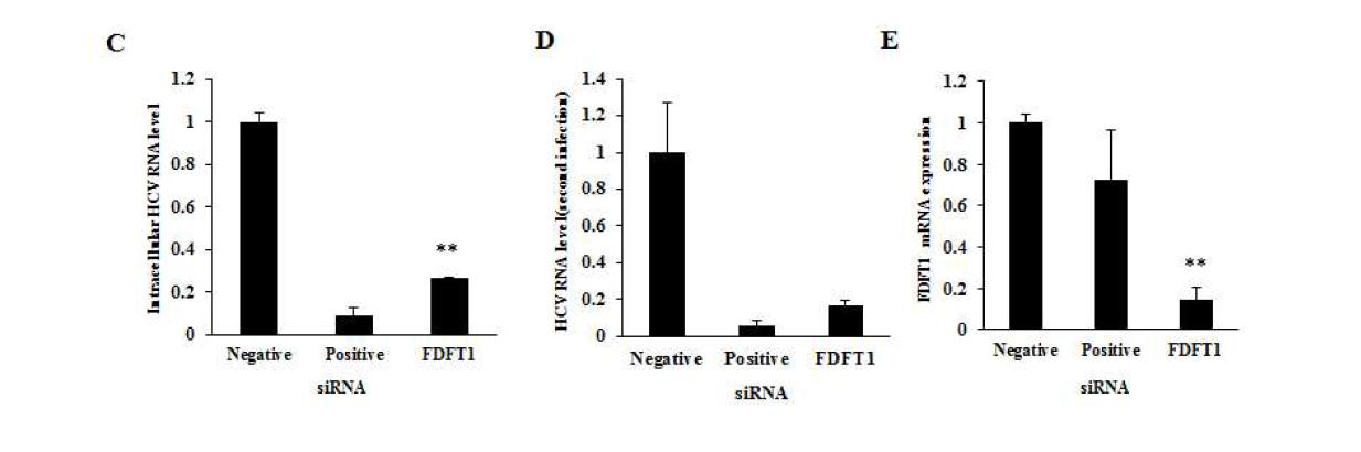 FDFT1의 knockdown에 의한 C형간염바이러스의 RNA 복제 감소.