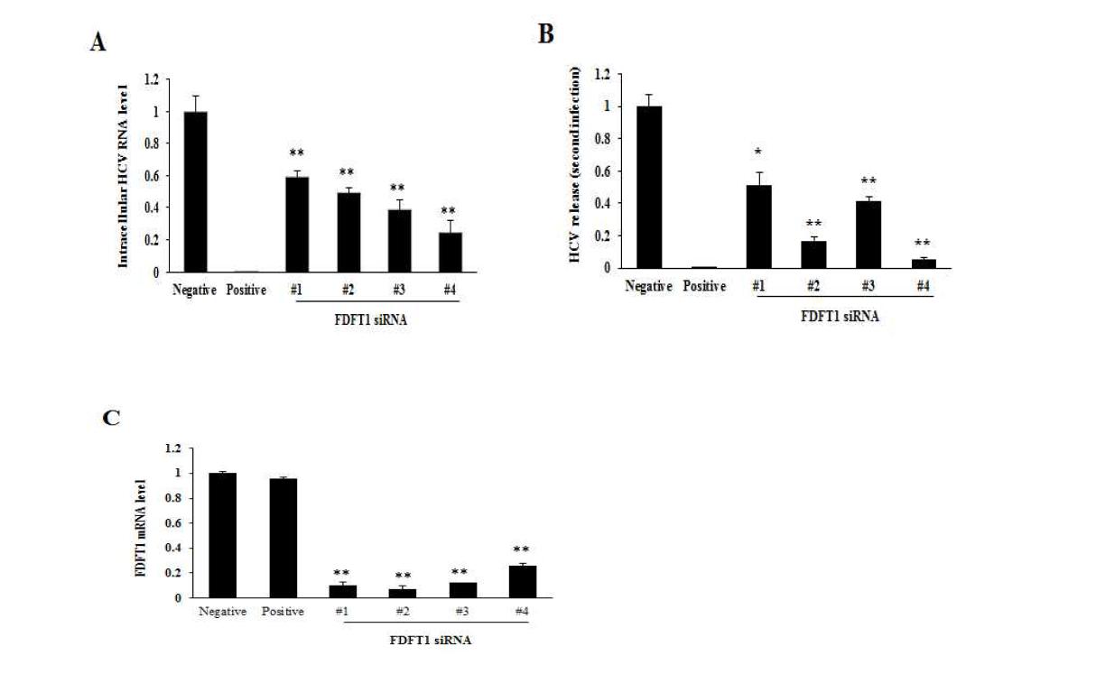 FDFT1의 knockdown에 의한 C형간염바이러스의 감소.