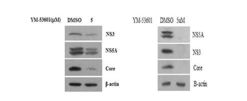 Jc1 RNA가 electroporation된 세포에서 YM53601의 처리에 의한 바이러스 복제감소.