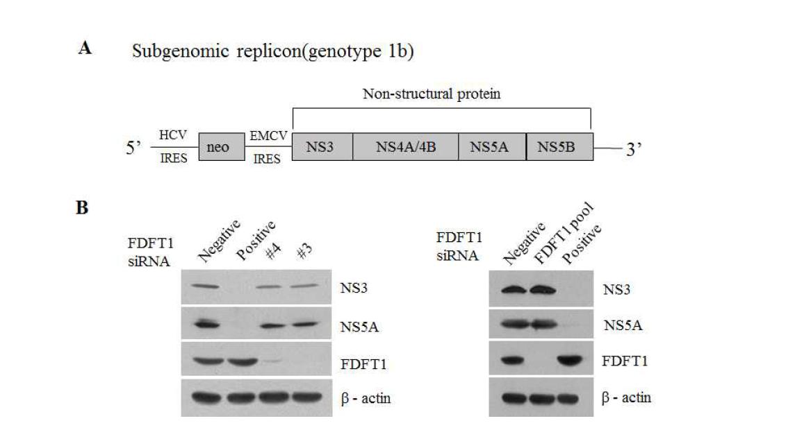 Subgenomic replicon cell에서의 FDFT1 siRNA의 knockdown 효과.