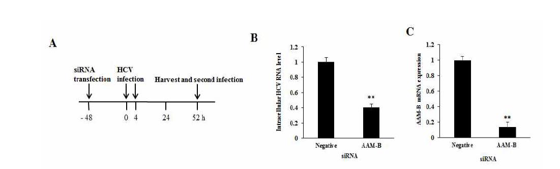 AAM-B의 knockdown에 의한 C형간염바이러스 증식 감소.