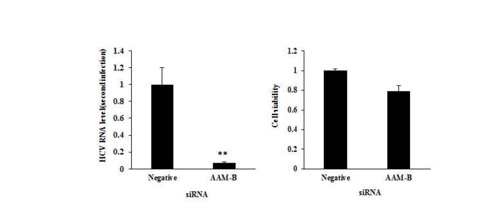 AAM-B의 knockdown에 의한 C형간염바이러스 방출 감소.