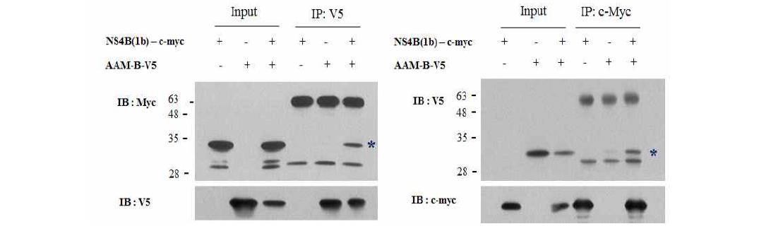 AAM-B와 C형간염바이러스 단백질 NS4B와의 상호작용 검증 분석.