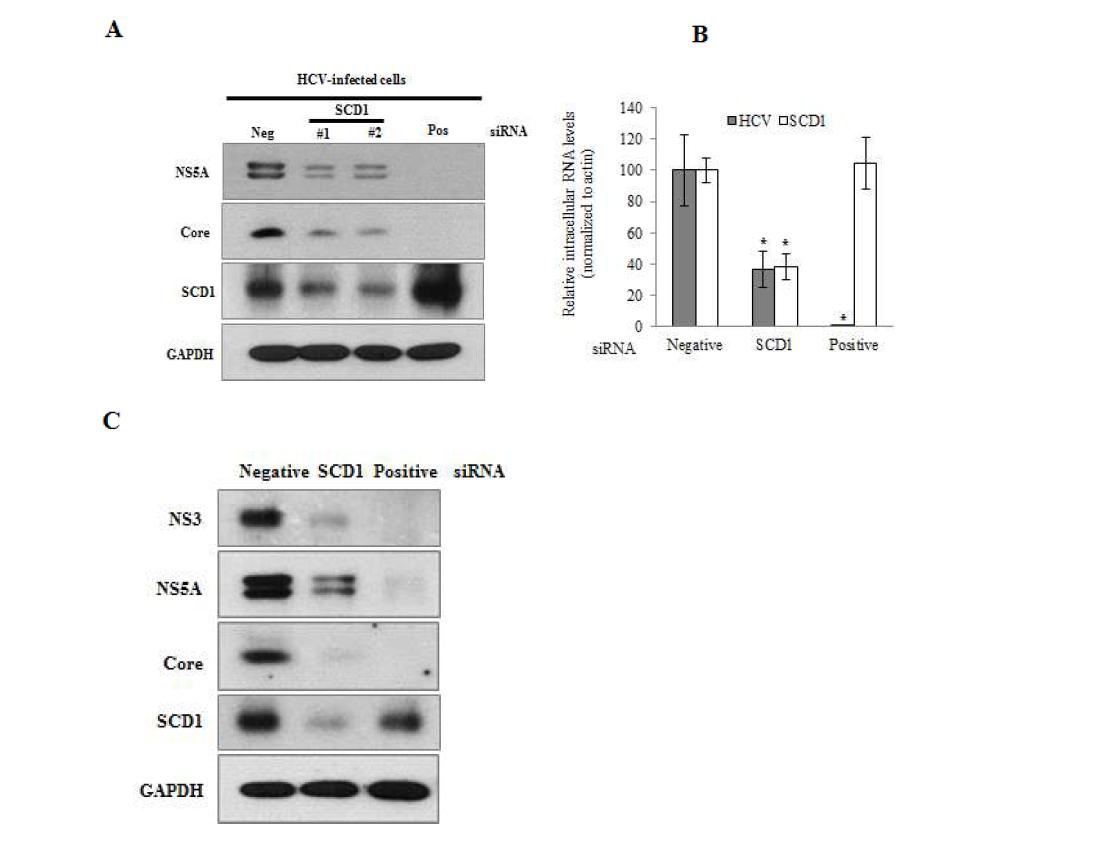 SCD1의 knockdown에 의한 C형간염바이러스 증식 감소.
