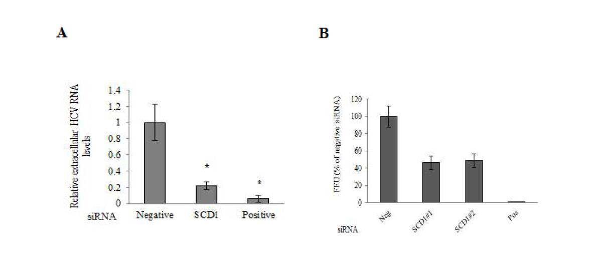 SCD1의 knockdown에 의한 C형간염바이러스 방출의 감소.