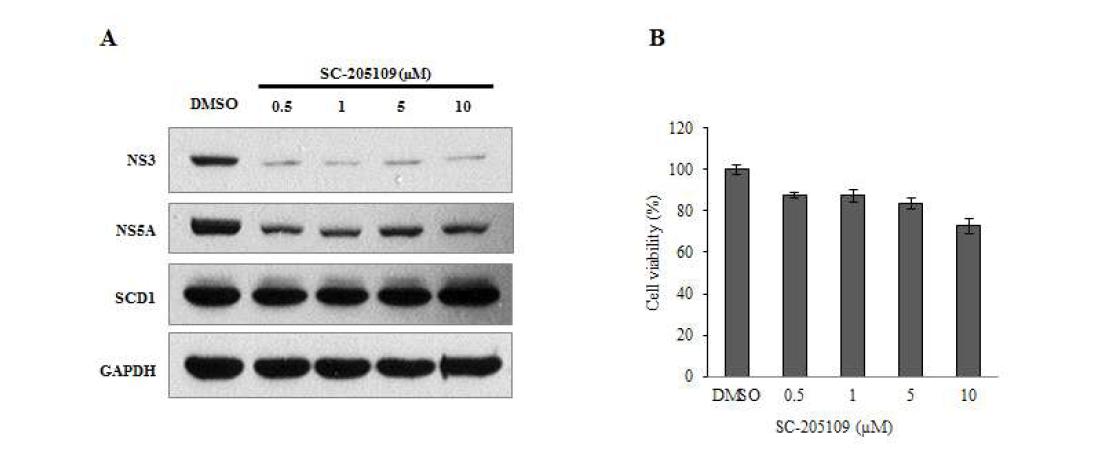 Subgenomic replicon (2a type)에서의 SCD1의 효소활성화에 의한 C형간염바이러스의 복제 조절 효과