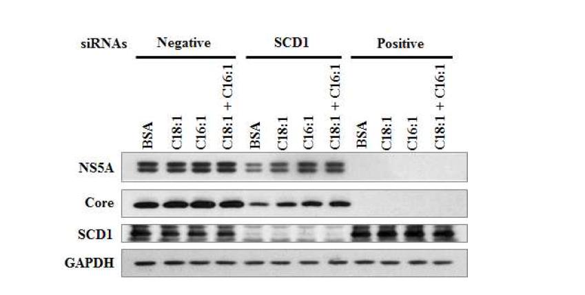 SCD1의 대사산물의 처리에 의한 C형간염바이러스 복제의 회복효과.