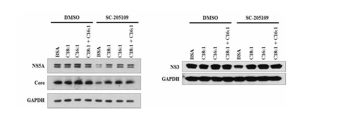 Oleic acid와 palmitoleic acid에 의한 C형간염바이러스 복제의 회복효과.