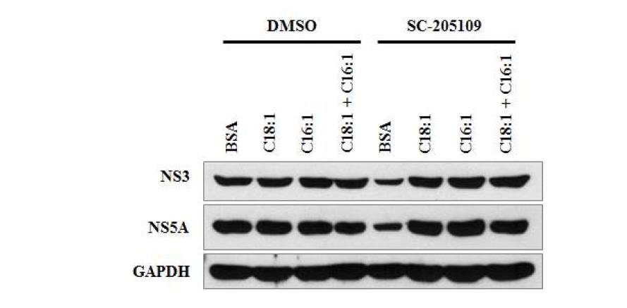 Subgenomic replicon에서 oleic acid와 palmitoleic acid의 처리에 의한 C형간염바이러스 증식의 회복효과.