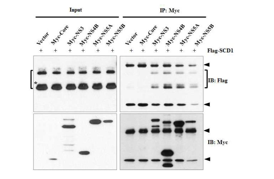 SCD1과 바이러스 비구조단백질과의 상호작용.