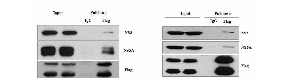 SCD1이 과발현 subgenomic replicon에서 SCD1과 비구조단백질과의 상호작용.