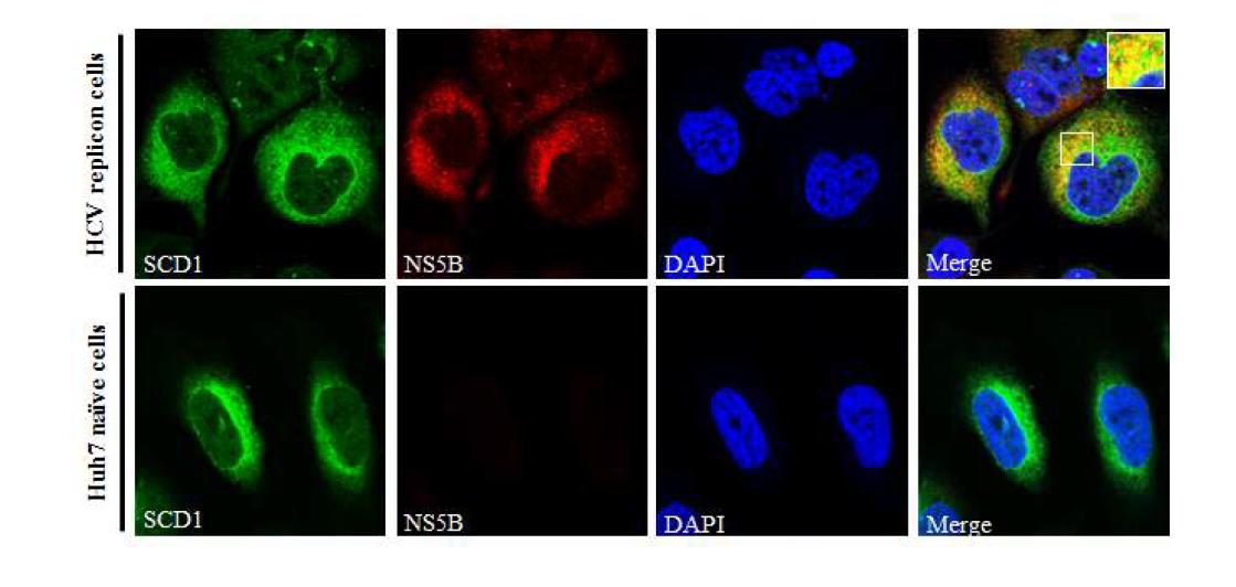 Subgenomic replicon에서 SCD1과 NS5B와의 colocalization.