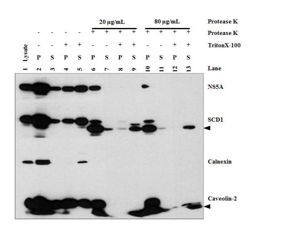 Proteinase K의 처리에 의한 SCD1과 비구조단백질의 localization 분석.