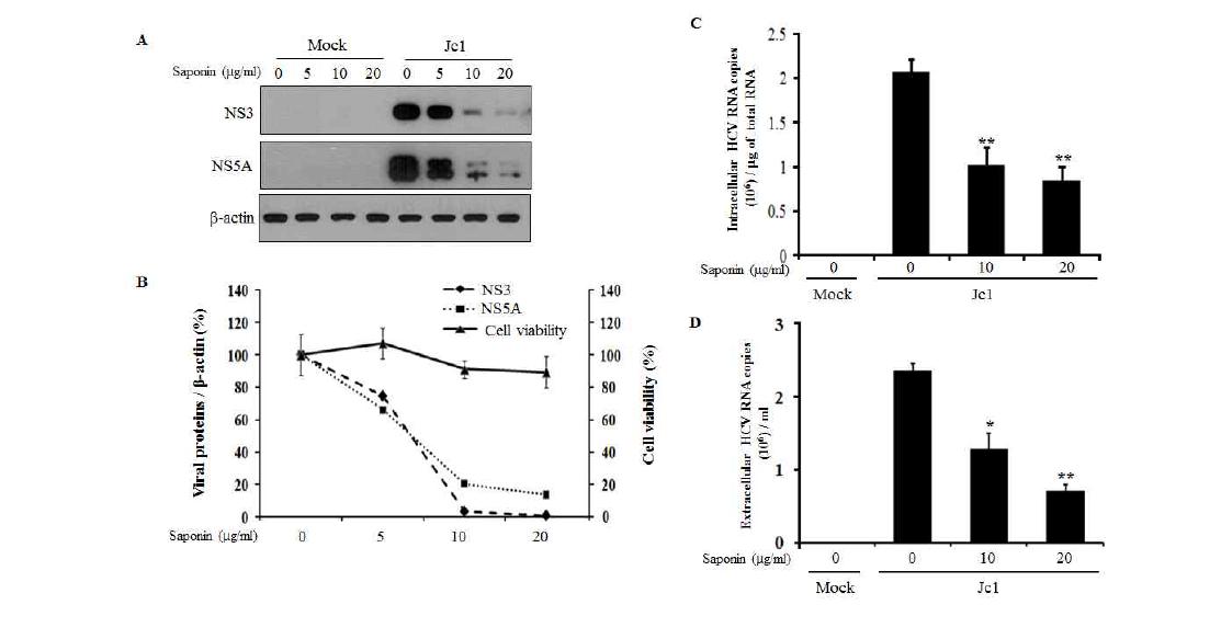 사포닌에 의한 C형 간염바이러스 증식억제 효과.