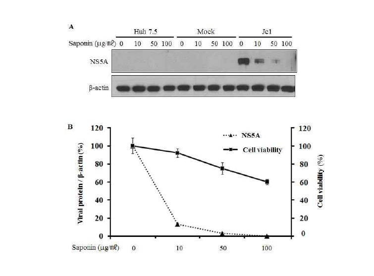 사포닌에 의한 C형 간염바이러스 단백질의 감소 효과 및 cell viability 분석.