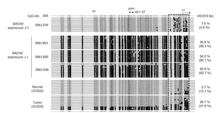 그림 25. BACH2 프로모터 지역의 bisulfite sequencing 분석