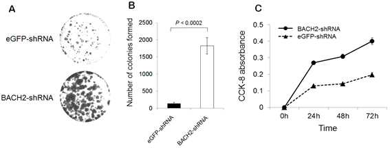 그림 27. BACH2 과발현 후 위암 세포주의 성장 저해 A. B 콜로니 형성 억제, C. 세포 성장 억제