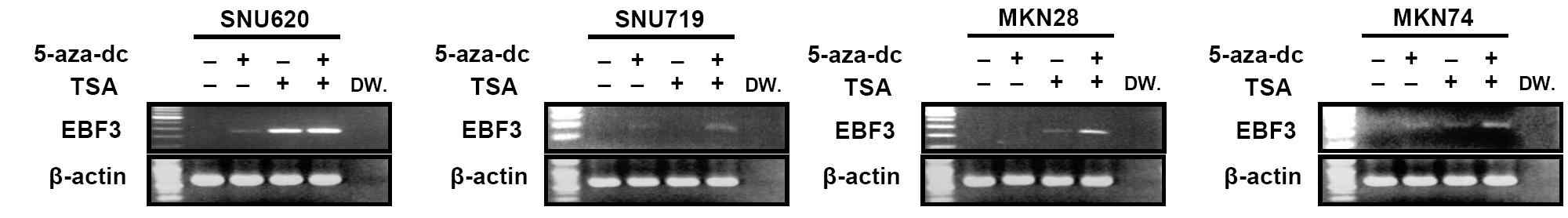 그림 12. demethylating agents에 의한 EBF3 유전자의 발현 변화