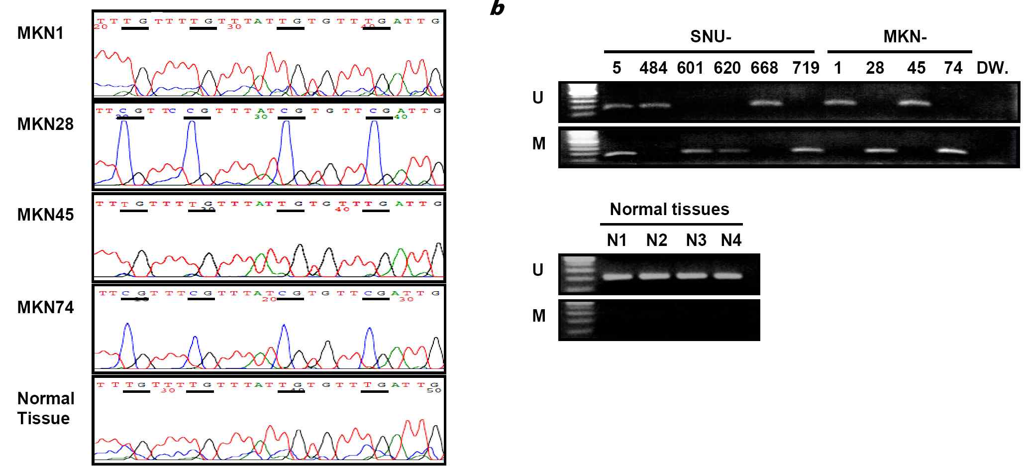 그림 13. 위암세포주에서 EBF3 유전자의 bisulfite sequencing과 methylation specific PCR의 관계