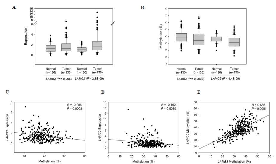 그림 4 위암 조직에서 LAMB3, LAMC2의 발현 및 DNA 메틸화 양상