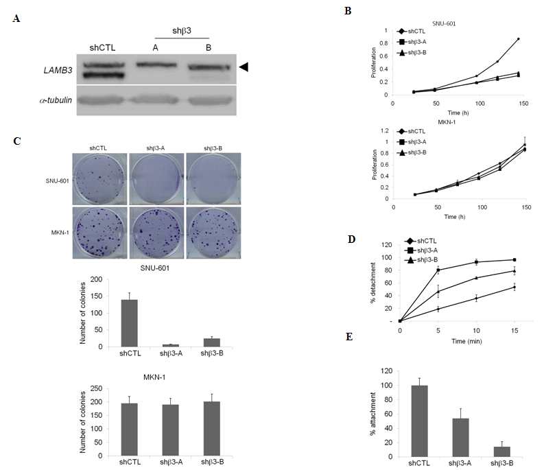 그림 5. LAMB3의 발현저해가 세포성장, 콜로니 형성, 세포 전이 및 흡착에 미치는 영향
