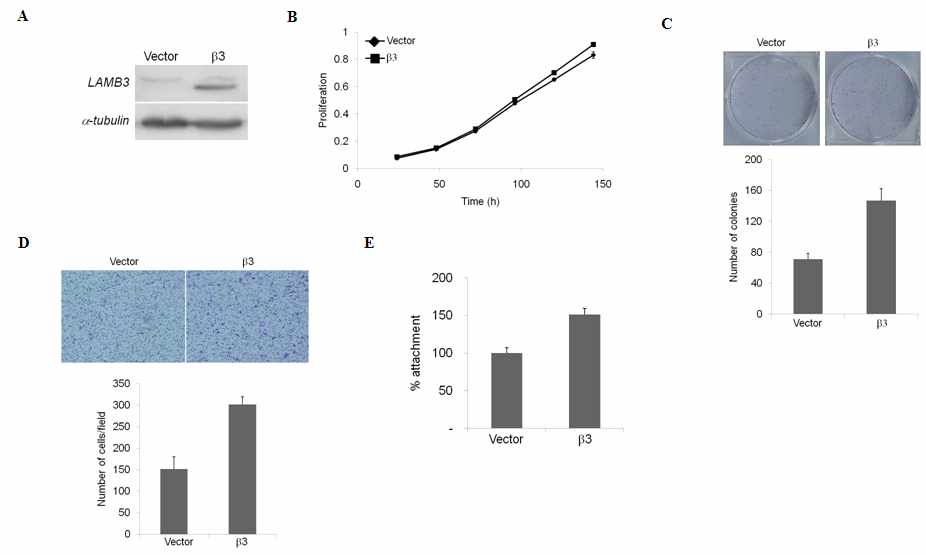 그림 6. LAMB3의 과발현이 세포성장, 콜로니 형성, 세포 전이 및 흡착에 미치는 영향