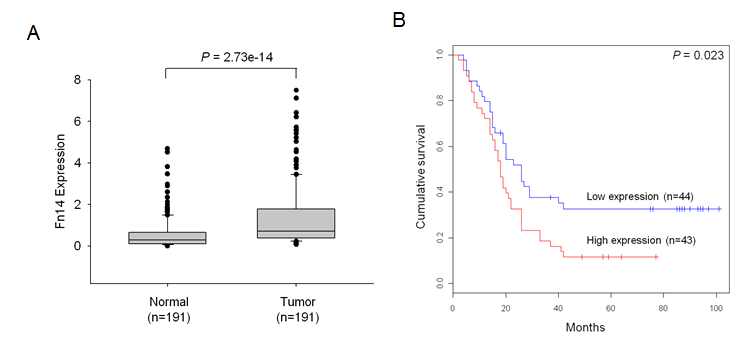 그림 8. 위암 환자 조직에서 FN14의 과발현 및 생존과의 연관성, A. QPCR of FN14, B. FN14의 발현 값과 생존율과의 관계