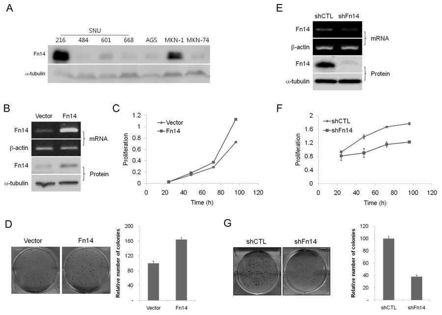 그림 9. FN14의 과발현 및 발현 억제가 세포 성장 및 콜로니 형성에 미치는 영향