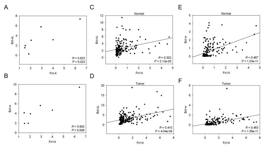 그림 11. 위암 세포주 및 환자 조직에서 FN14, Bcl-xL 및 Bcl-w 발현의 연관성