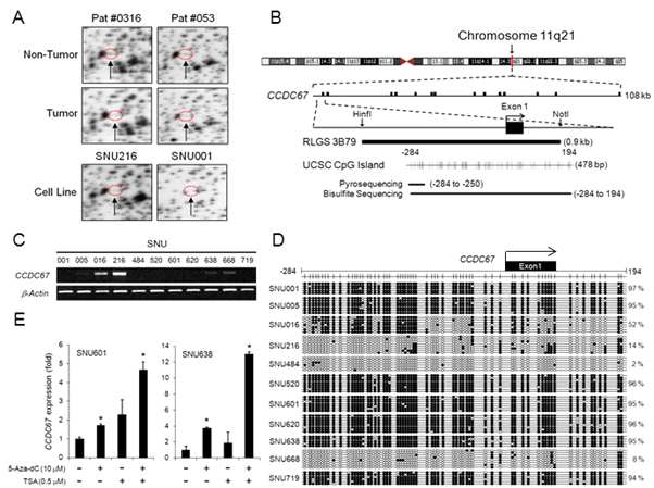 그림 19. A. RLGS 결과, B. CCDC67의 위치 및 CpG island 구조, C. 위암 세포주에서 CCDC67 의 발현 양상, D. bisulfite sequencing으로 확인한 CCDC67 promoter 부위의 메틸화 양상, E. 5-aza-dC 및 TSA 처리 후 CCDC67 발현의 변화