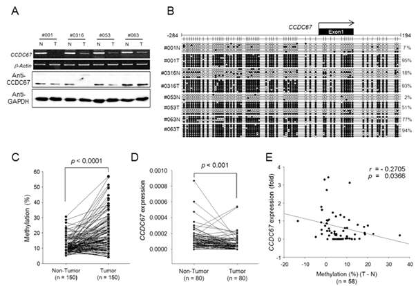 그림 20. A. 정상 및 위암 조직에서 CCDC67의 발현, B. 정상 및 위암 조직에서의 CCDC67 프 로모터 부위의 메틸화 양상. C. 150명 정상 및 위암 조직에서의 CCDC67의 발현, D. 80명 정상 및 위암 조직에서의 메틸화 양상, E. CCDC67 유전자 발현과 메틸화 양상의 상관 관계