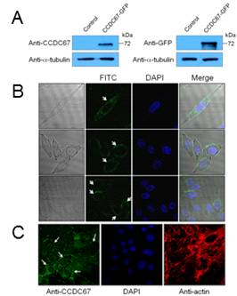 그림 21. CCDC67의 세포내 위치, A. CCDC67 발현 벡터, B, C. CCDC67은 세포막에 위치함